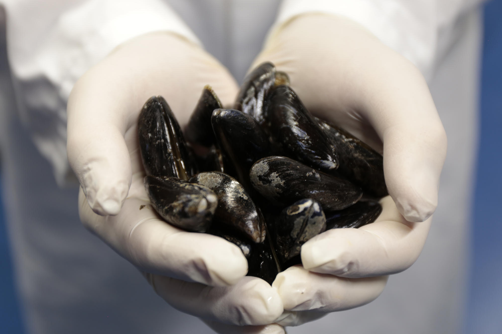 The glue produced by mussels serves as a model for a biogenic adhesive which, it is hoped, will be able to bind together skin, tissue, and even bone.