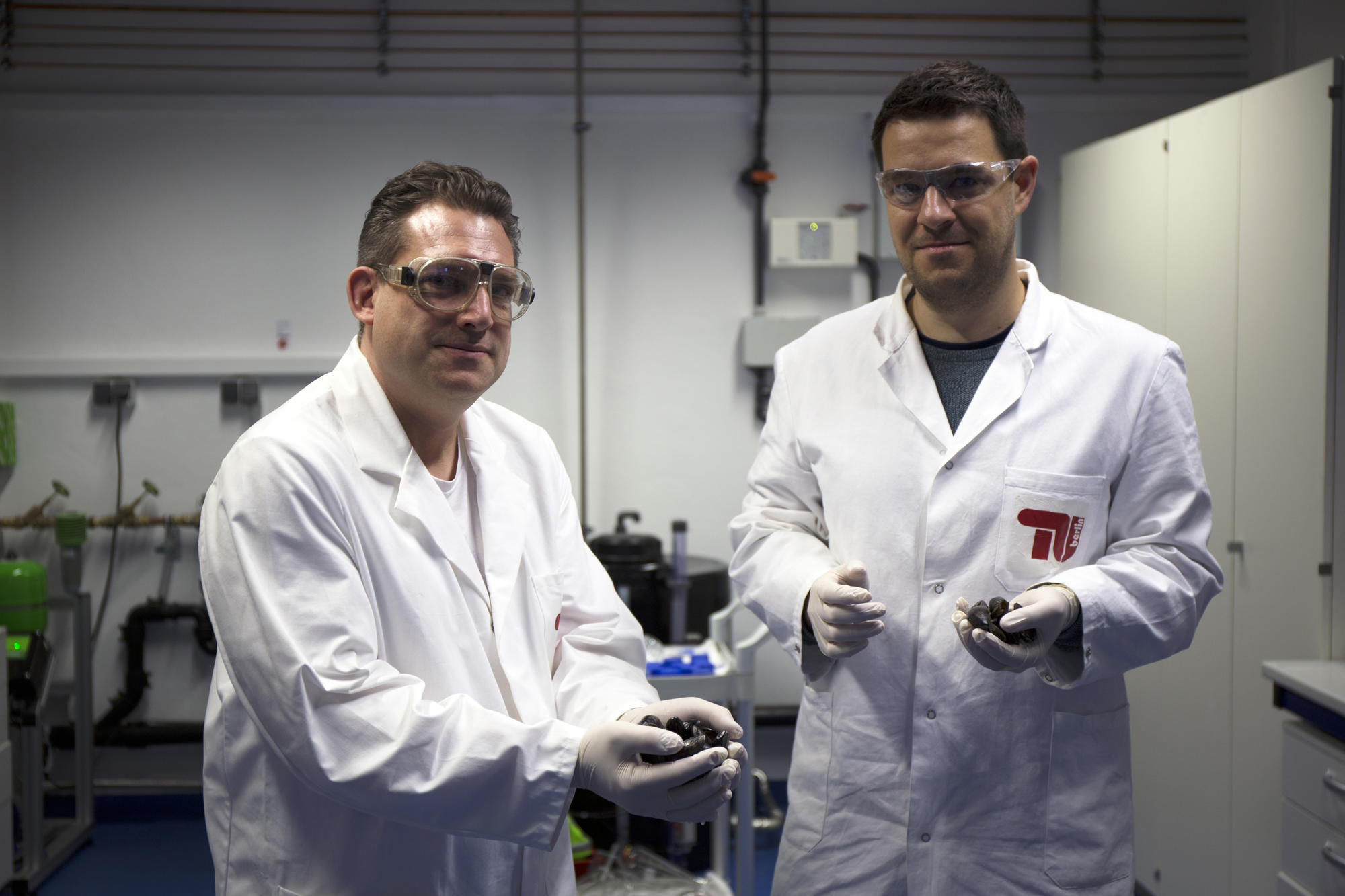 In order to produce the mussel glue in the laboratory, Dipl.-Ing. Christian Schipp (left), Dr. Matthias Hauf (right) and other researchers at the UniCat Cluster of Excellence reprogrammed strains of the intestinal bacterium, Escherichia coli.