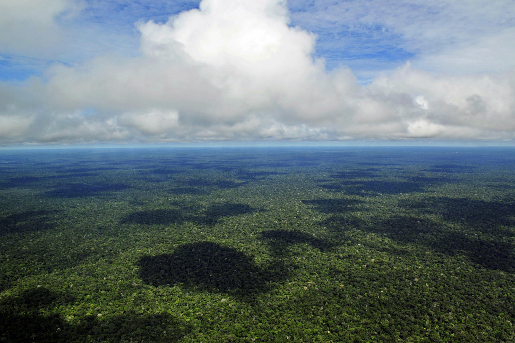 As the Earth’s “green lung,” the Brazilian rainforest absorbs large amounts of climate-damaging carbon dioxide through photosynthesis.