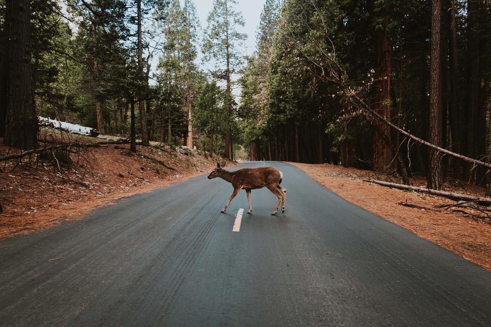 If a deer suddenly appears in front of your car, you need to react in seconds. How does your brain manage a quick reaction?