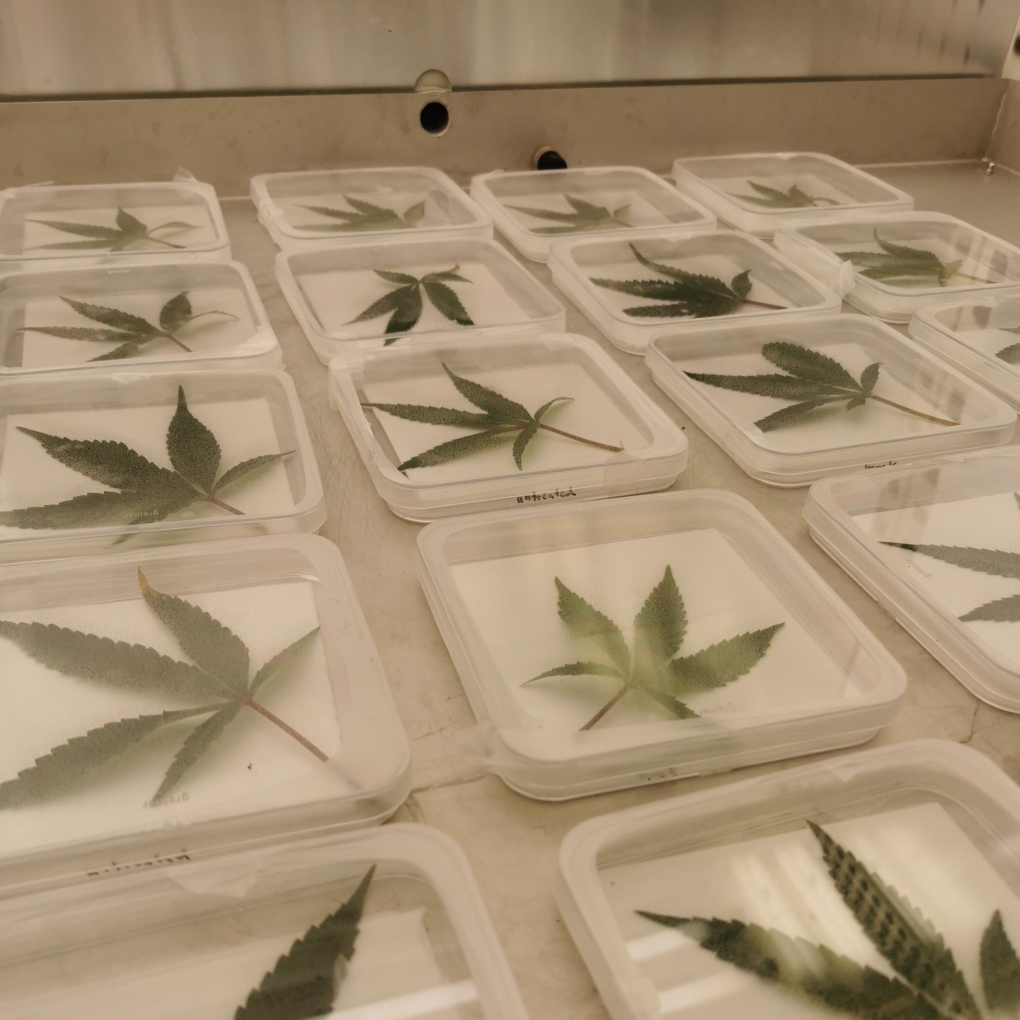 Medical cannabis in the laboratory of Tiziana Guerra | Tiziana Guerra
