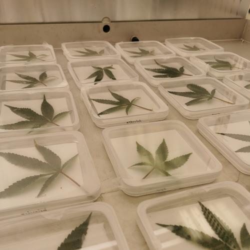 Medical cannabis in the laboratory of Tiziana Guerra | Tiziana Guerra