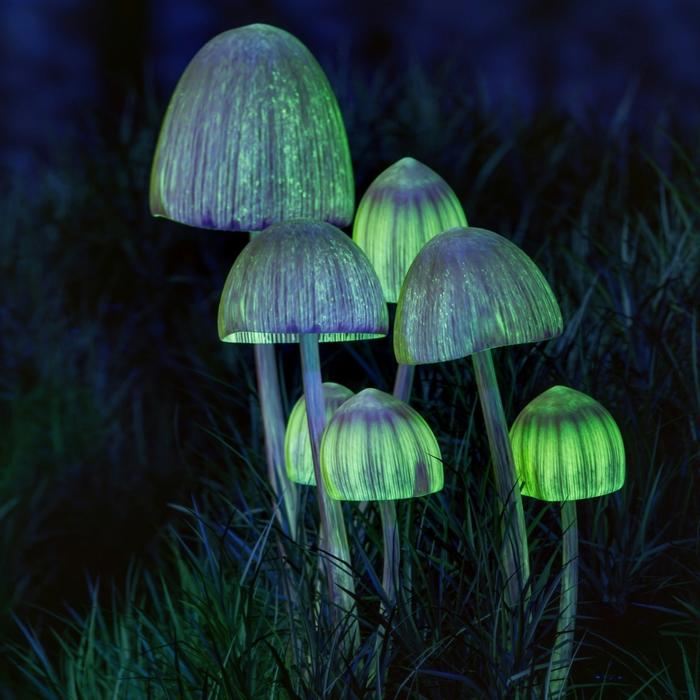 Fluorescent mushrooms (symbolic image)| Igor Omilaev