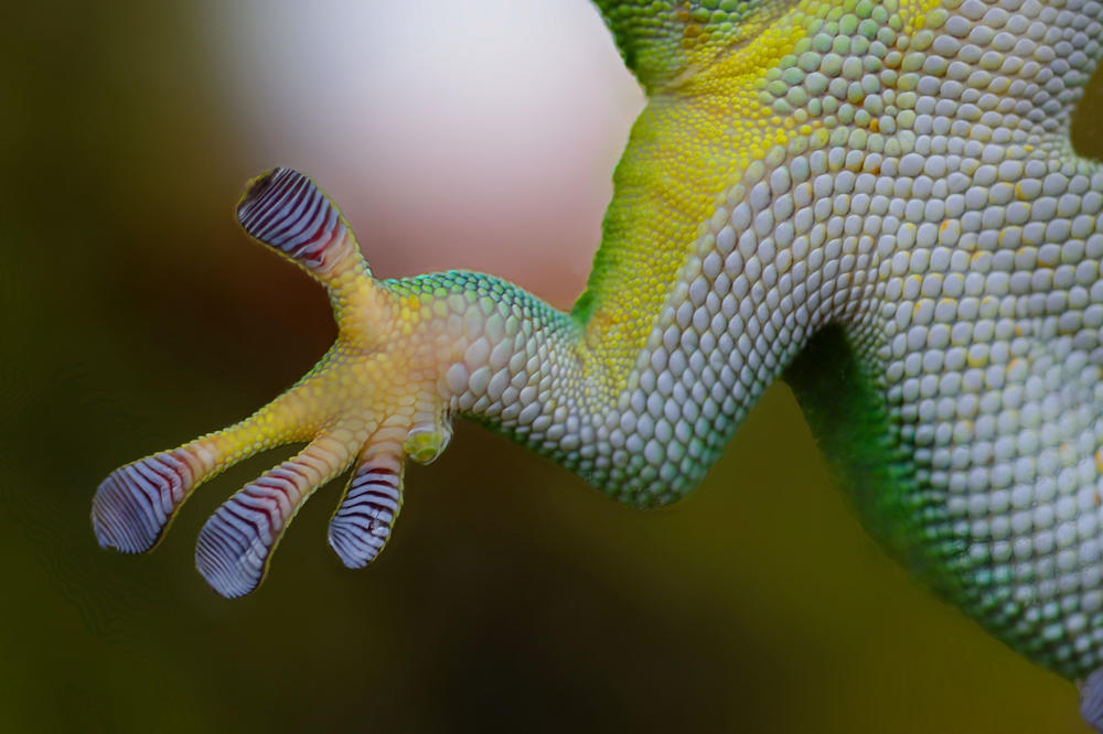 Hält sicher dank Multivalenz: Läuft ein Gecko über Glas, treten Tausende winzige Härchen an den Füßen des Geckos mit dem Glas in Wechselwirkung.