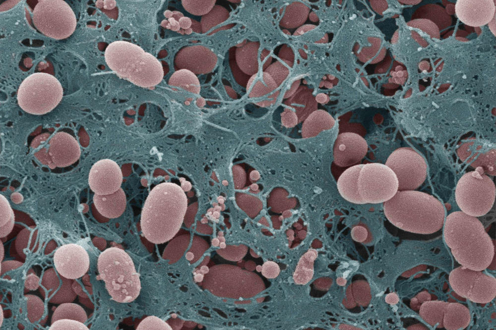 Adaptive Mikrostrukturen: Im Biofilm bauen Bakterien Faserarchitekturen mit besonderen Materialeigenschaften, die im Cluster untersucht werden.