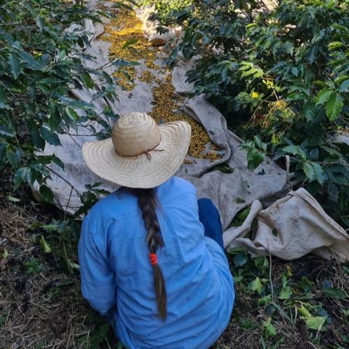 Kleinbäuerin in Brasilien bei der Kaffee-Ernte | Credit: Gabriela Schneider