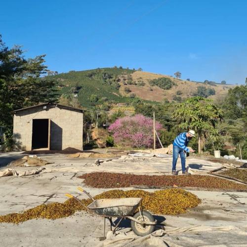 Kaffeeproduktion in Minas Gerais, dem wichtigsten Kaffeeanbaugebiets Brasiliens. Hier wird über die Hälfte des gesamten brasilianischen Kaffees produziert. | Credit: Gabriela Schneider