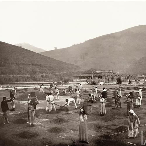 Sklaven auf einer Kaffee-Farm in Brasilien, 1882. In die portugiesische Kolonie Brasilien wurden über die Jahrhunderte mehr Sklaven verschleppt als in die gesamten USA. | Credit: Gilberto Ferrez, IMS.